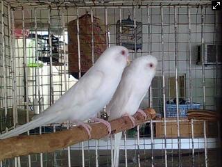 Parkit Jalan Jalan Sejarah Burung Parkit