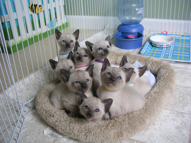 Notice, all of the kittens are using their beds now. No more sleeping in the litter box!