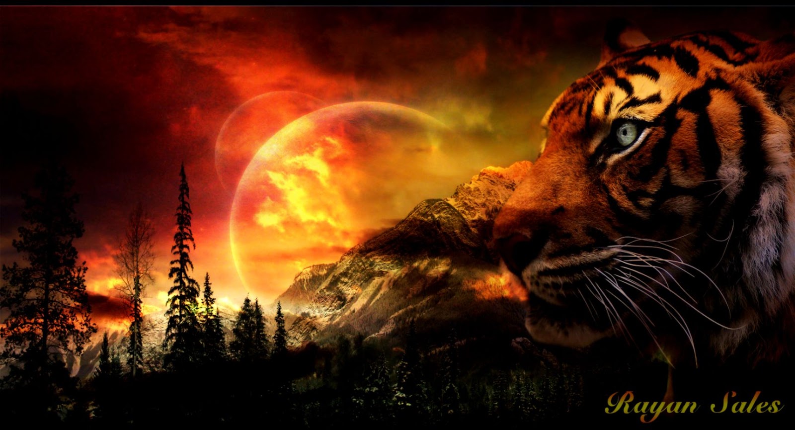 White Tiger Wallpaper Free HD 2263 HD Wallpaper Site White Tiger Wallpaper Free HD 2263 HD Wallpaper Site