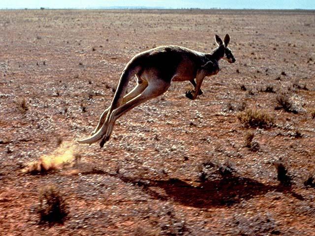 desert animals world news and review