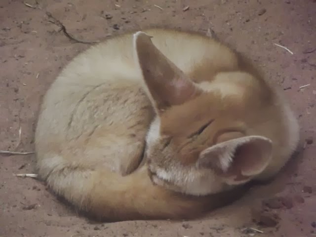sleeping Fennec fox