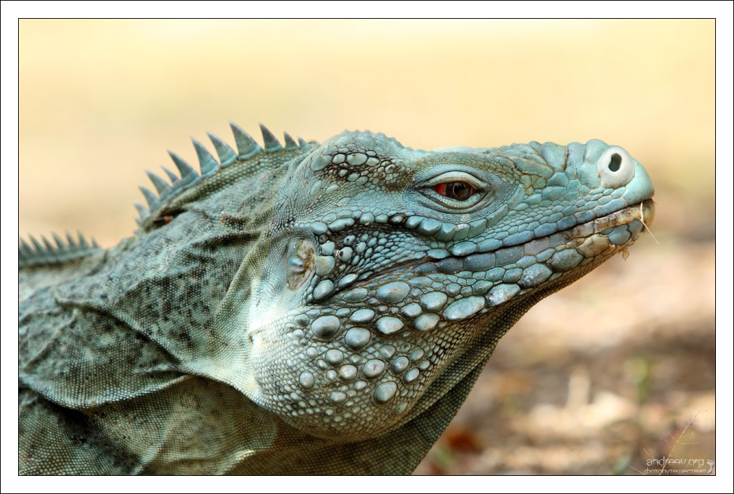 Caribbean Islands: The blue iguana or Grand Cayman iguana.