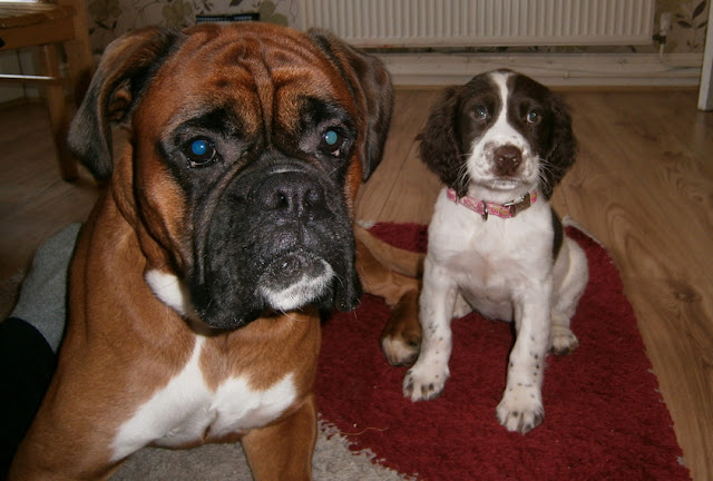 spinger spaniel puppy and boxer dog cute photo little and large