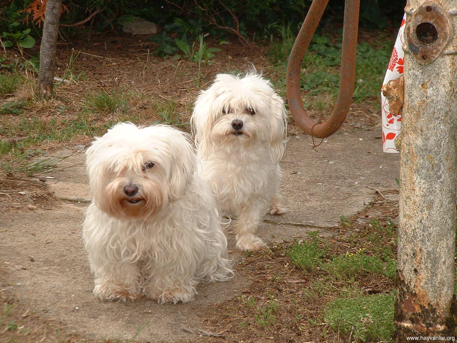 Süs Köpekleri Süs köpeği resimleri
