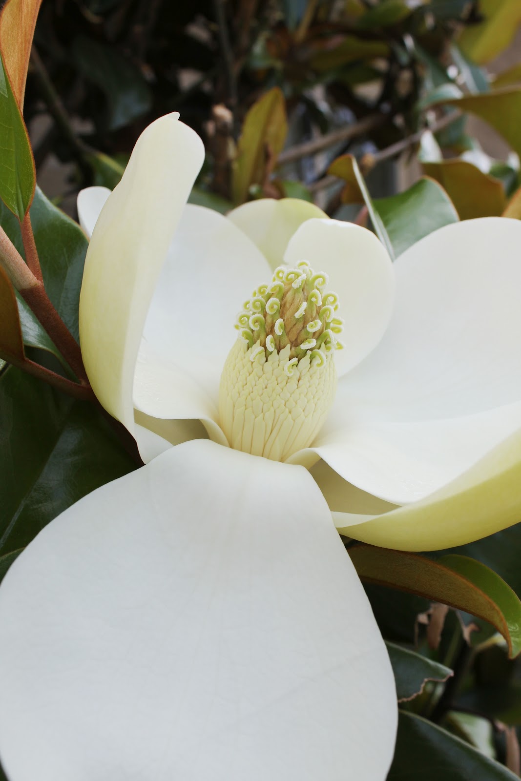 Miss Kopy Kat Magnolias and Mint Juleps