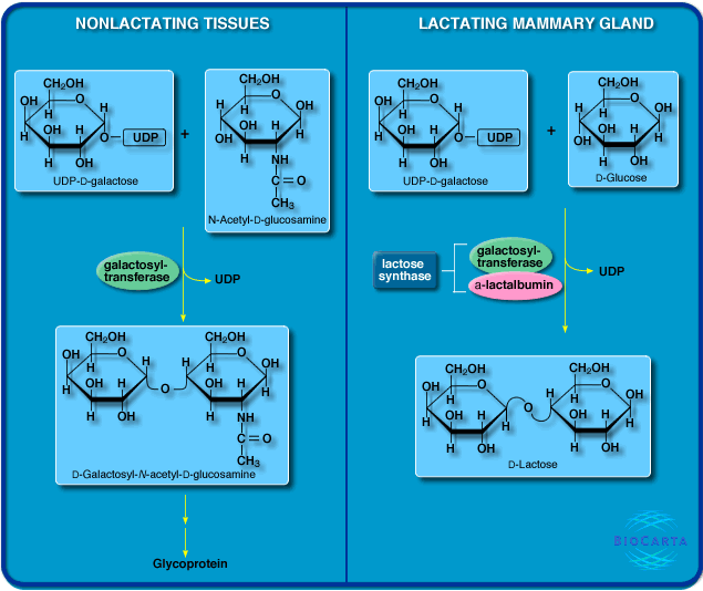 World of Biochemistry (blog about biochemistry) Metabolic map about