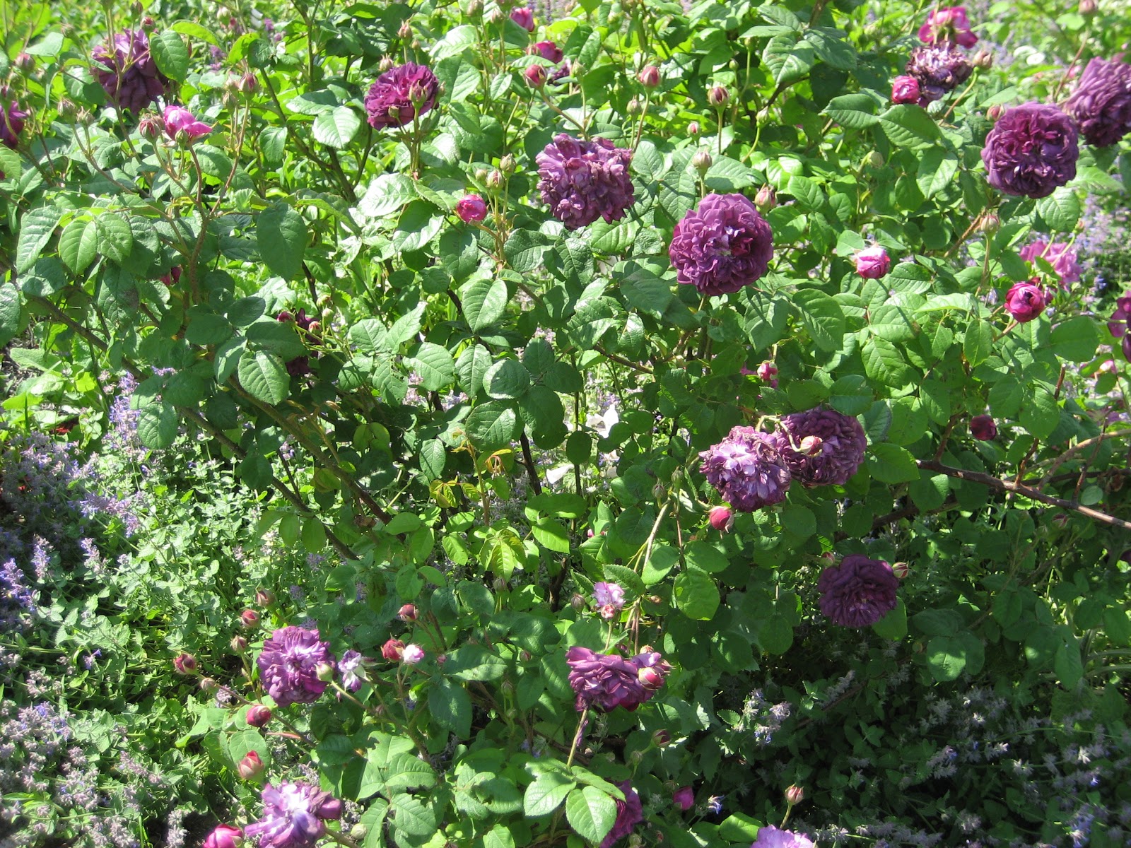 Rozen Cardinal de Richelieu