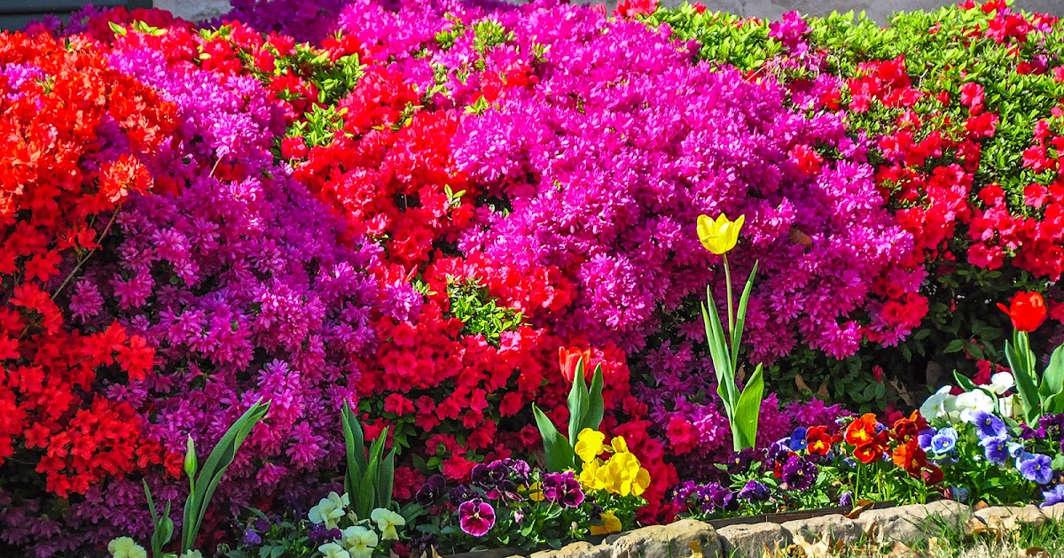 Ask A Master Gardener Azalea Root Disease