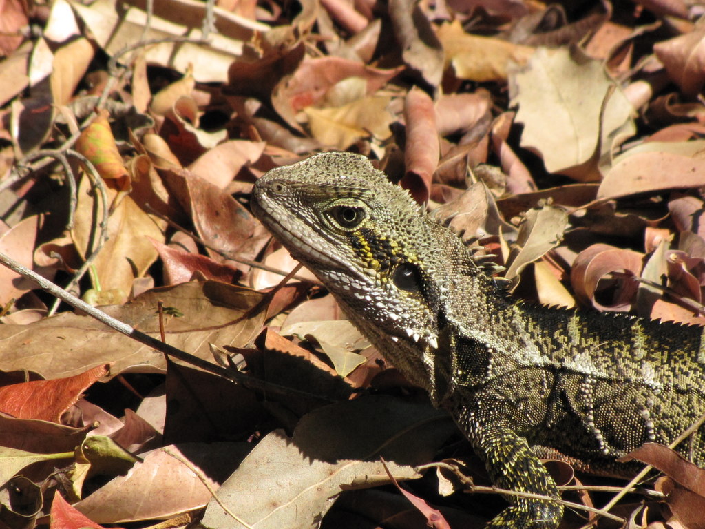 bearded-dragon-teeth3.jpg