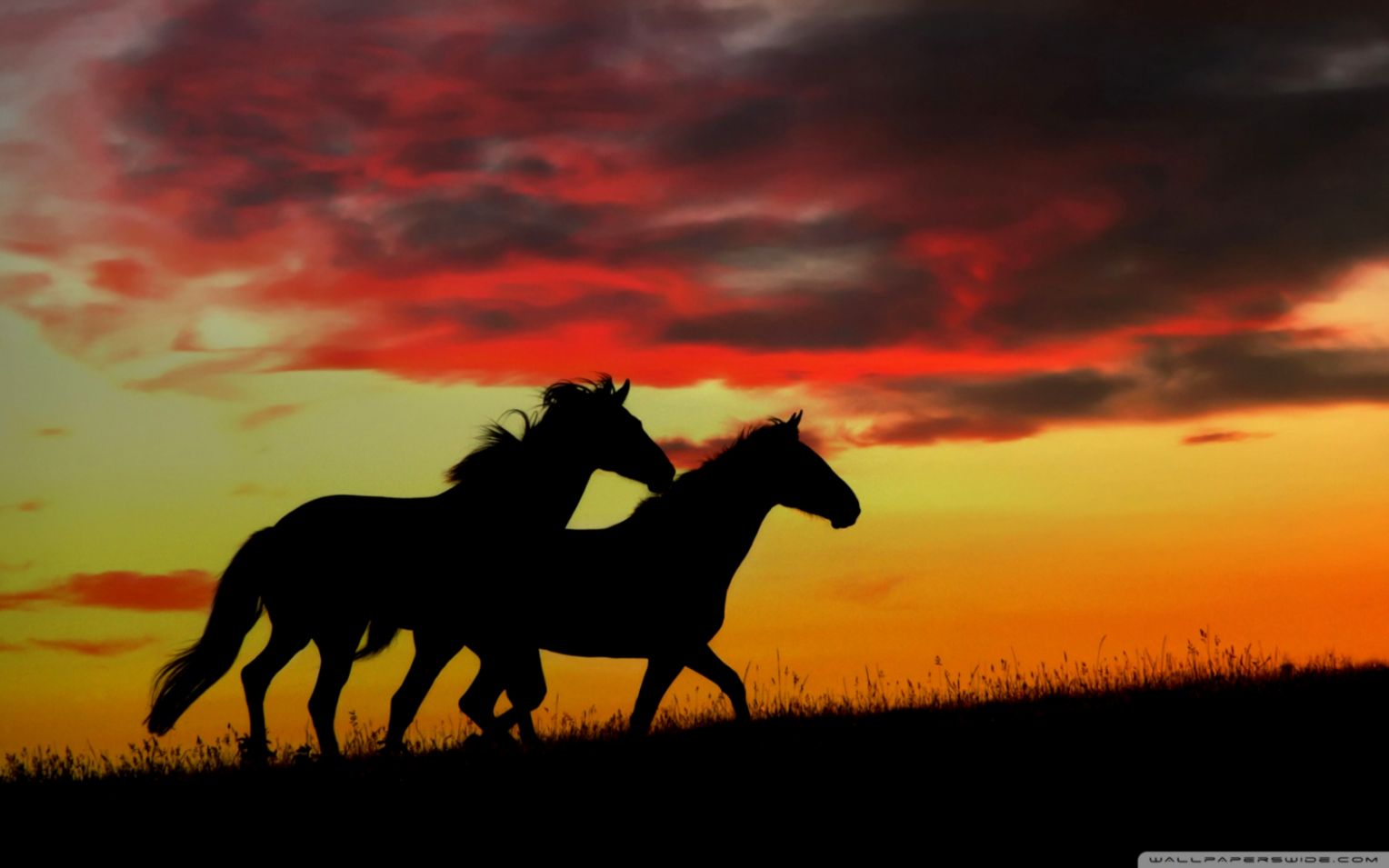 Wild Horses Running HD desktop wallpaper Widescreen High