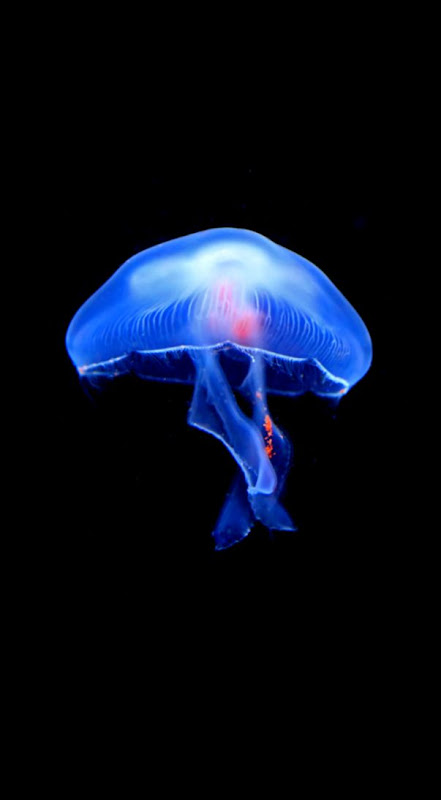 Jellyfish Wallpaper iPhone 6 by janosch500 on DeviantArt Jellyfish Wallpaper iPhone 6 by janosch500 on DeviantArt