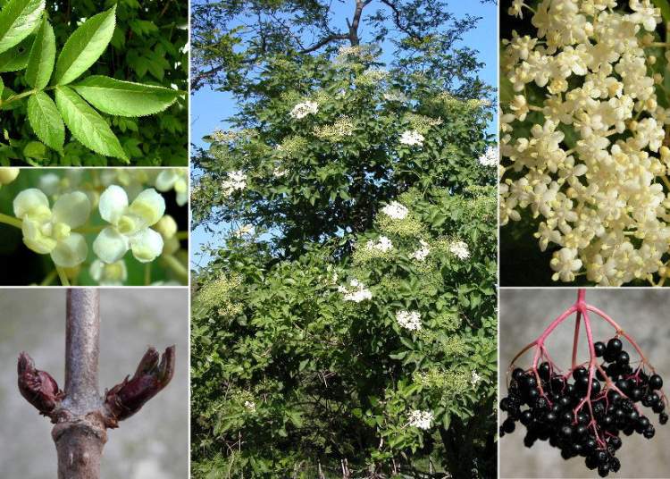 Seminte Si Plante De Gradina Hobby Soc Sambucus Nigra L