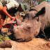 7 Animais icónicos que os humanos estão a levar à extinção 
