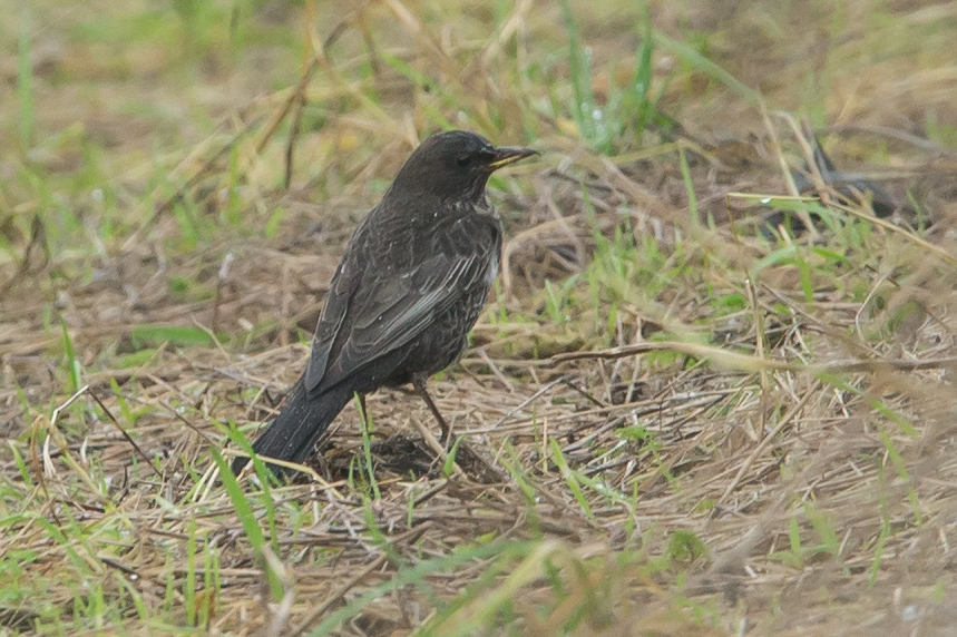 oxon birding blog ridgeway west isley oxon berks border oxon birding blog ridgeway west isley oxon berks border