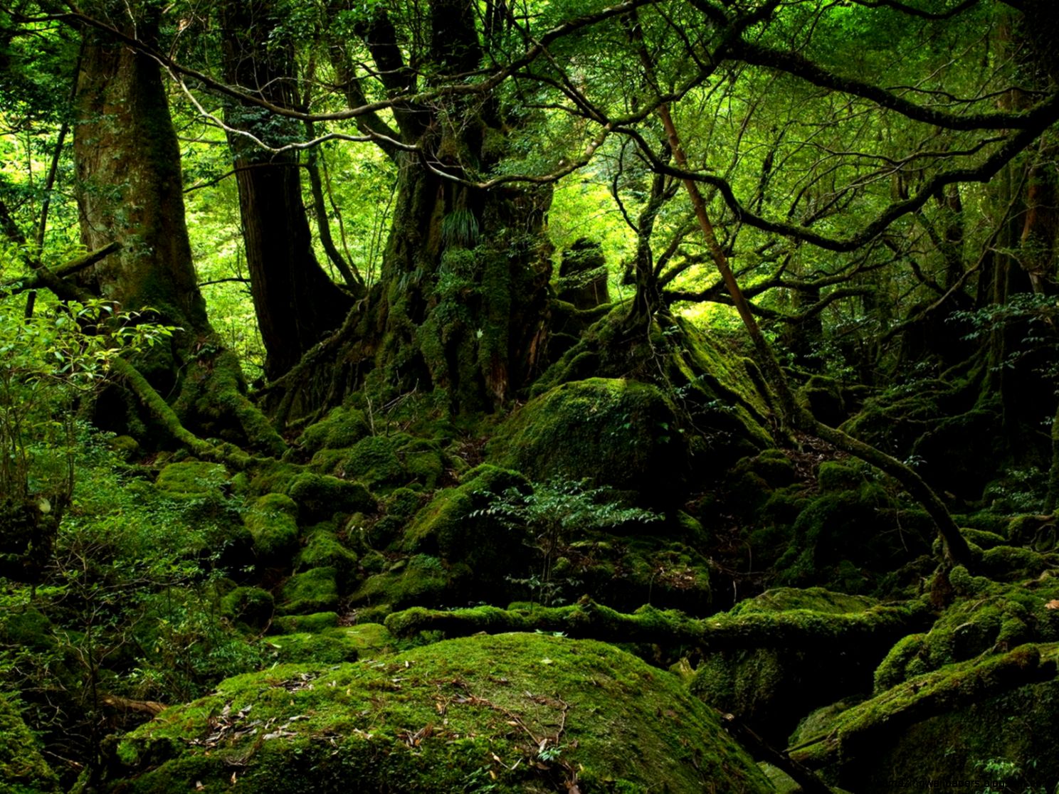 Forest Wallpaper Forest Wallpaper