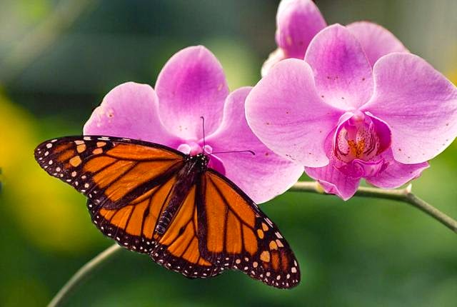 pink orchid flower and butterfly beautiful