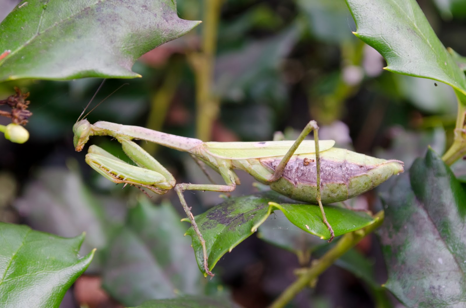 Urban Wildlife Guide October 2013