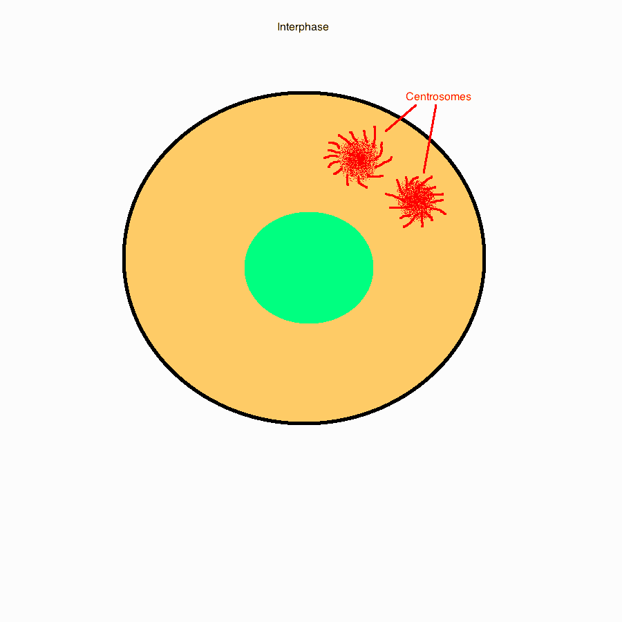 My Digital Immersion/science blog Mitosis .gif