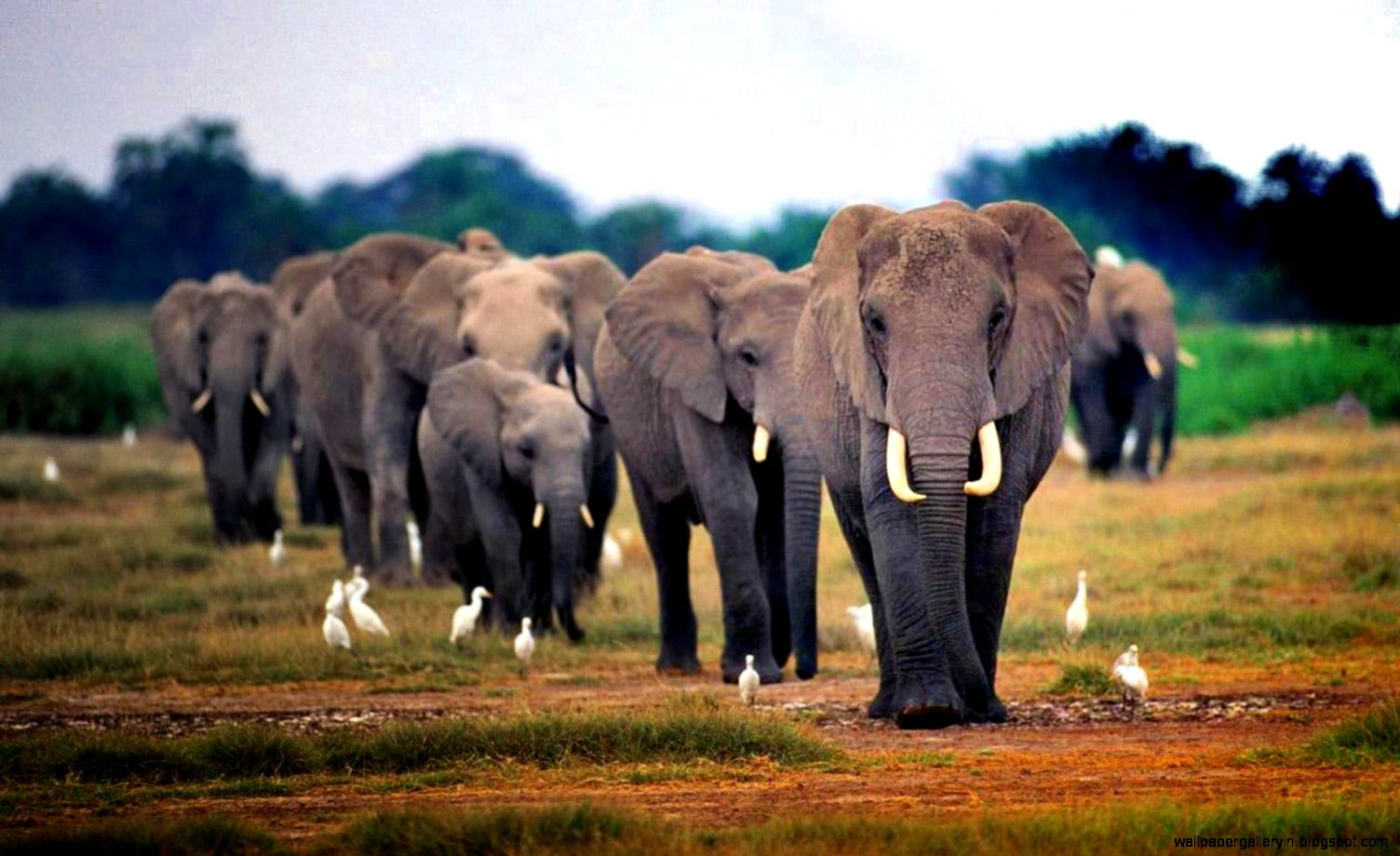 African Elephant African Elephant
