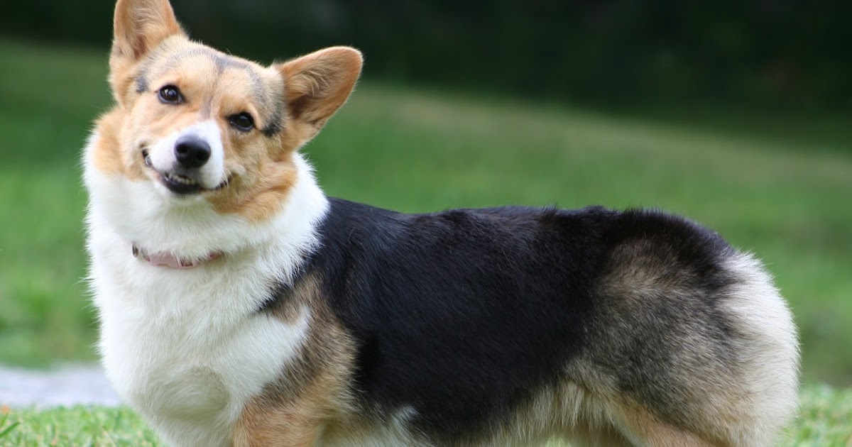 About Dog Cardigan Welsh How Well Is Your Cardigan Welsh