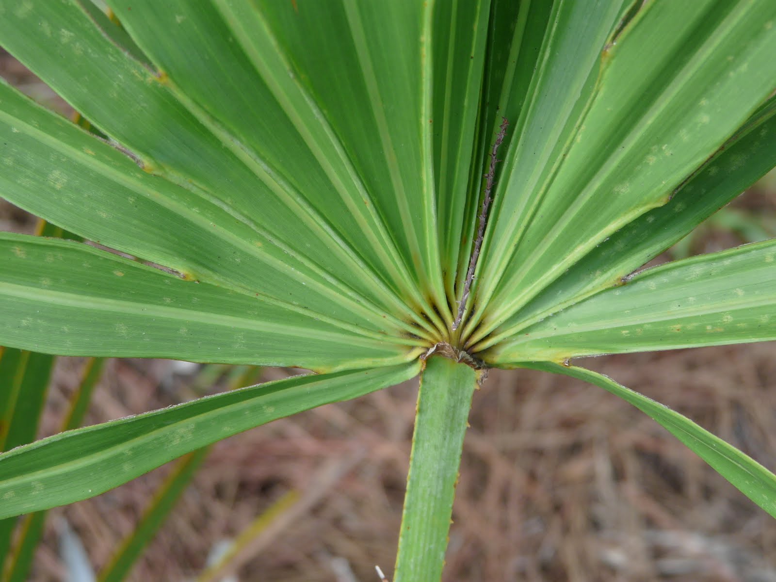 A Tribute to Saw Palmettos