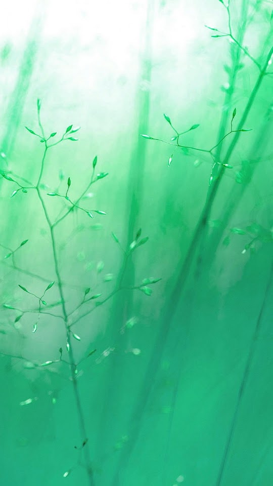 Green Blue Reeds Soft Light  Android Best Wallpaper