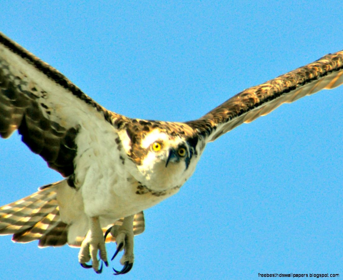 Florida Hawk In Flight Florida Hawk In Flight