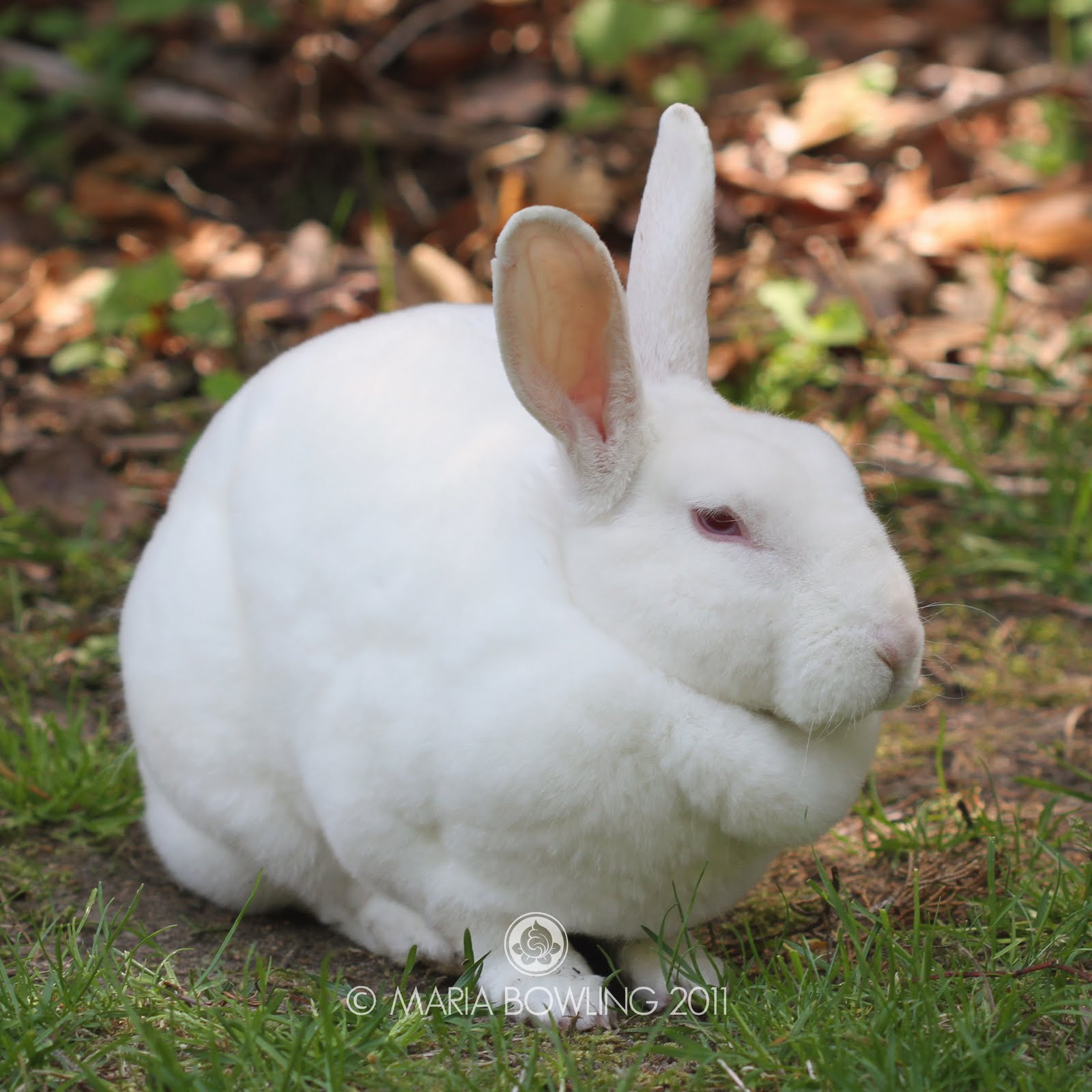 Pretty Medicine Lilacs and the Magic Rabbit