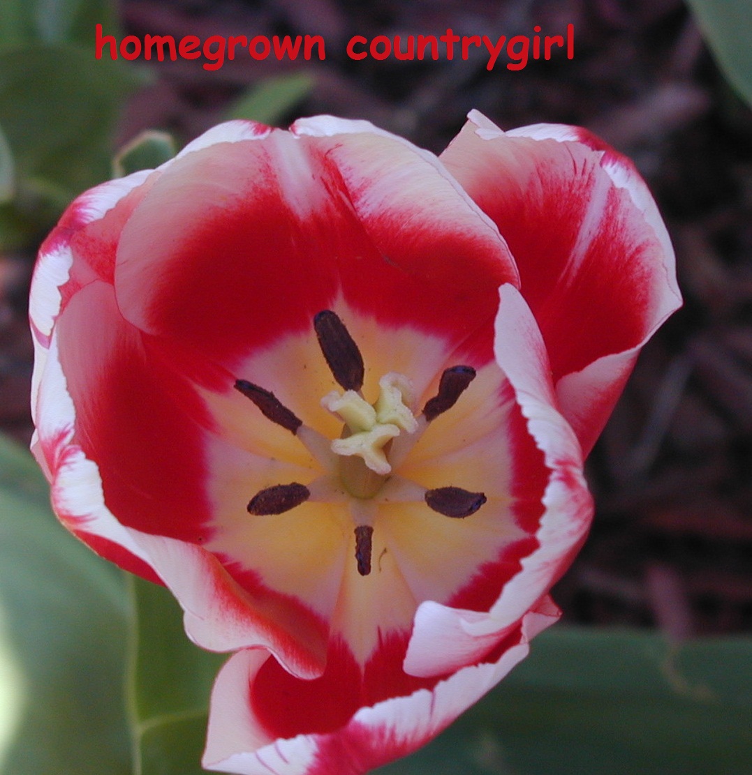 homegrown countrygirl The Parkinson Tulip