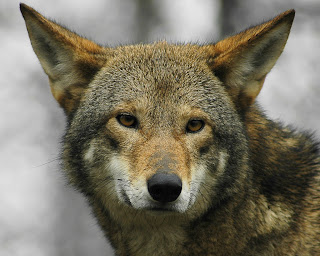 Fantastica Animal: The Red Wolf