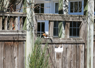 fence robin, Sunday, April 05, 2015, 9:11:18 AM