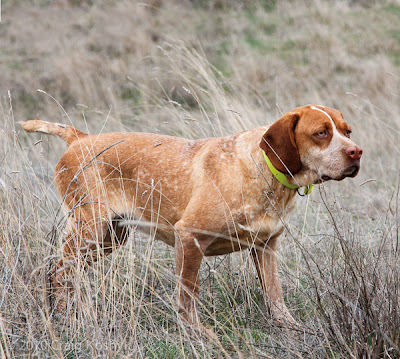 Pointing Dog Blog: Breed of the Week: The Pachón Navar