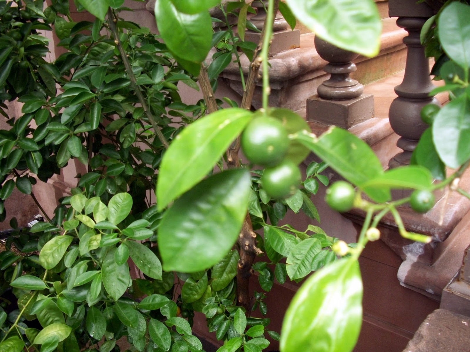 The View from 256 A Lime Tree Grows in Manhattan