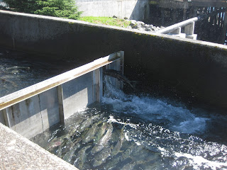 Salmon jumping up a ladder