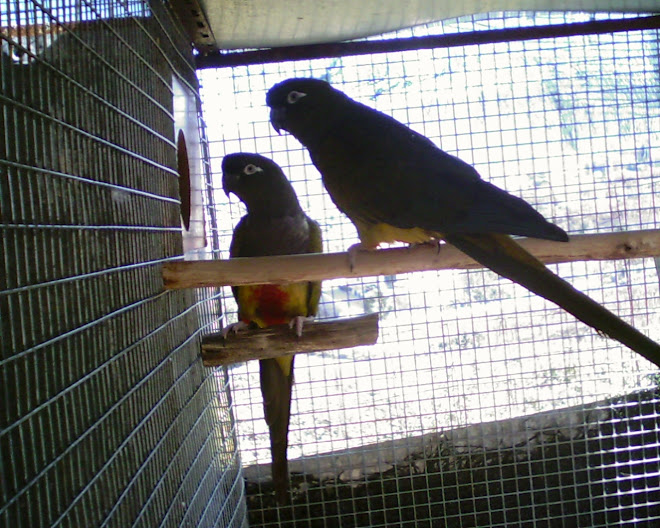 CONURES DA PATAGÓNIA