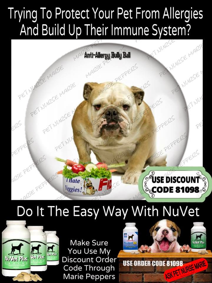 I love my Dog CORKSCREW TAIL Tail Pocket problems? Yeast / ? chronic infection