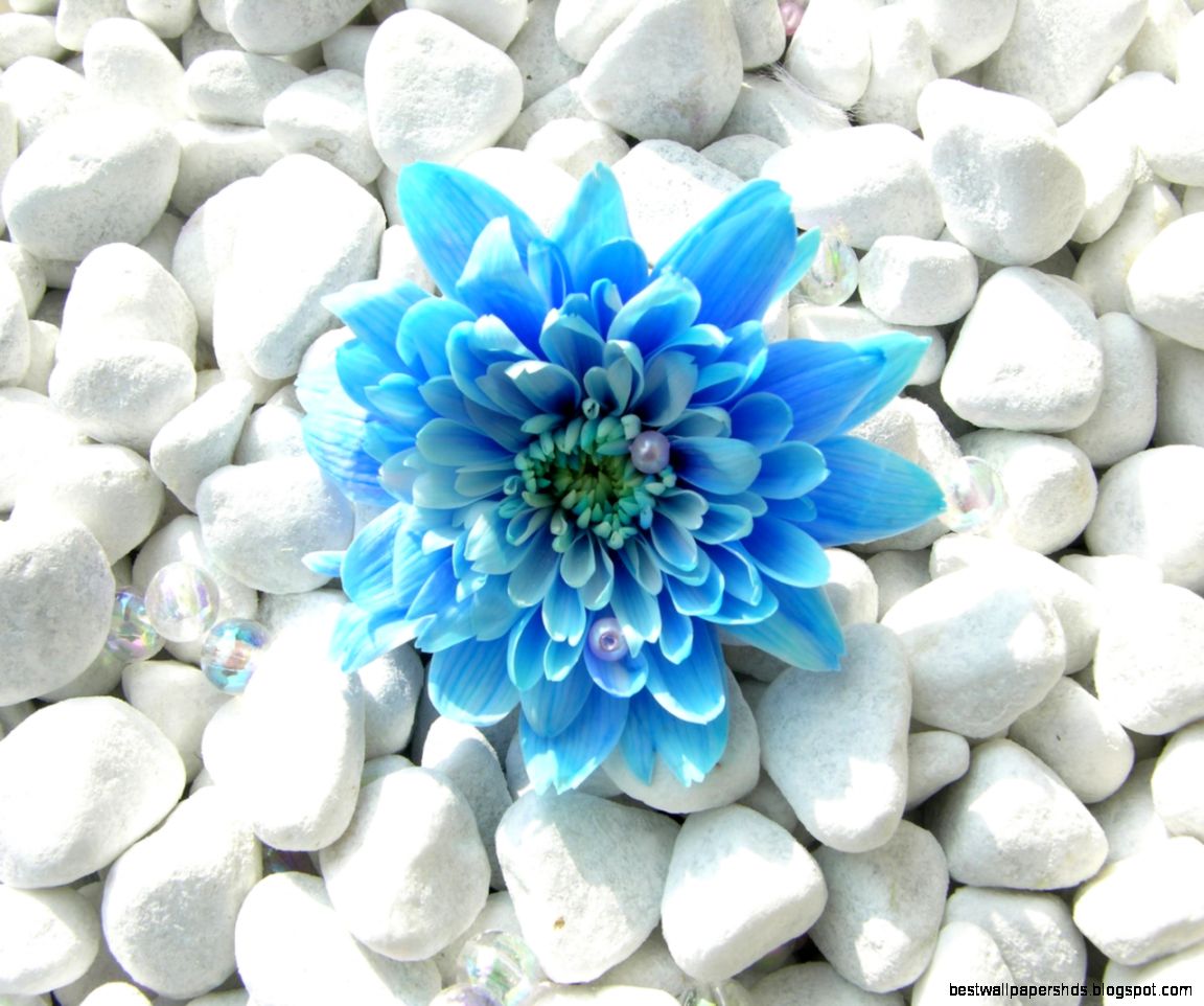 Blue Flower 7007221 Blue Flower 7007221