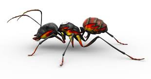 Kill ants