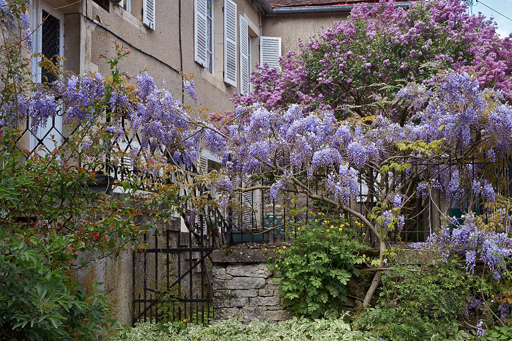 Lagerstroemia Lilas Des Indes