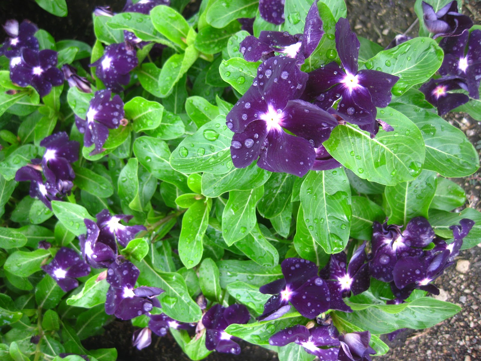 Hood's Gardens Vinca Jams 'N Jellies Blackberry