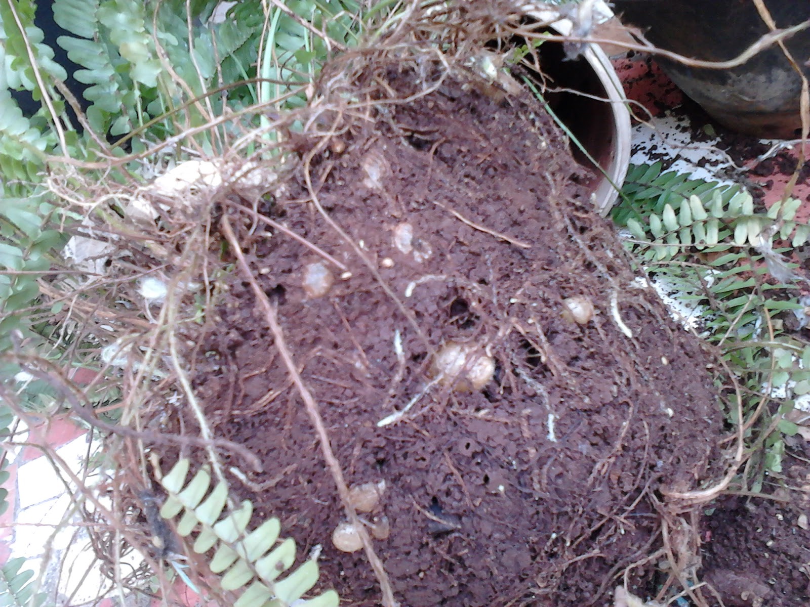 Garden Care Simplified A New Bigger Home, Transplanting Ornamental Plant Boston Fern