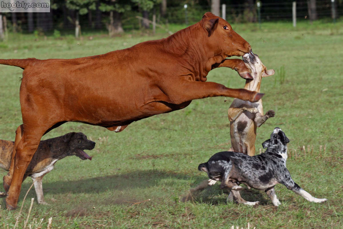 Le CATAHOULA LEOPARD DOG