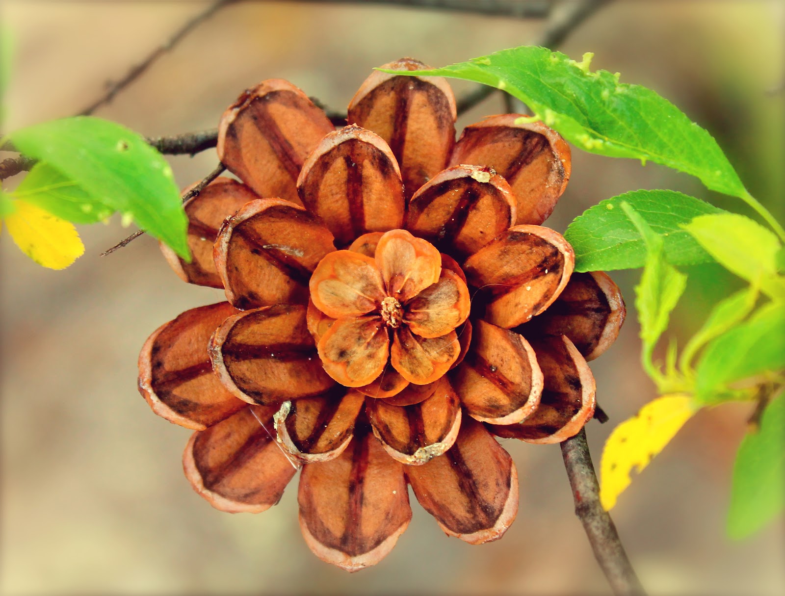 Twig and Toadstool: Pine Cone Flowers