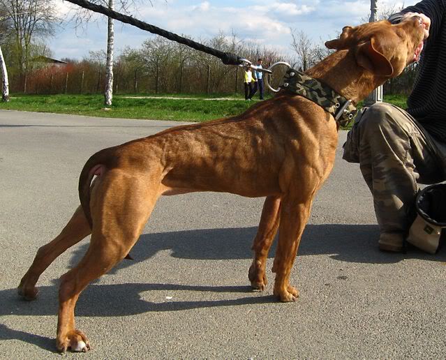 Conditioned vs. Skinny vs. Emaciated vs. Overweight vs. Obese