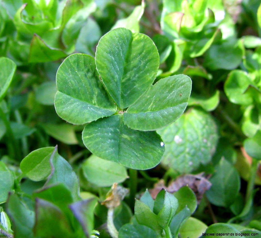 Four leaf clover Wikipedia the free encyclopedia Four leaf clover Wikipedia the free encyclopedia