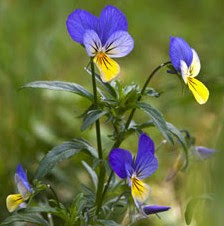 Heartsease Flowers