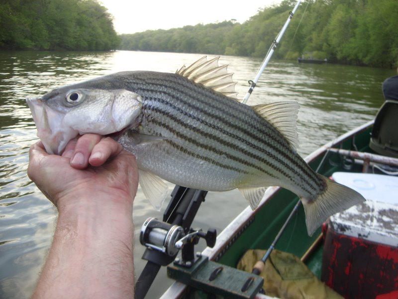 North Carolina River Fishing and Canoeing with Mack Rockfish Capital