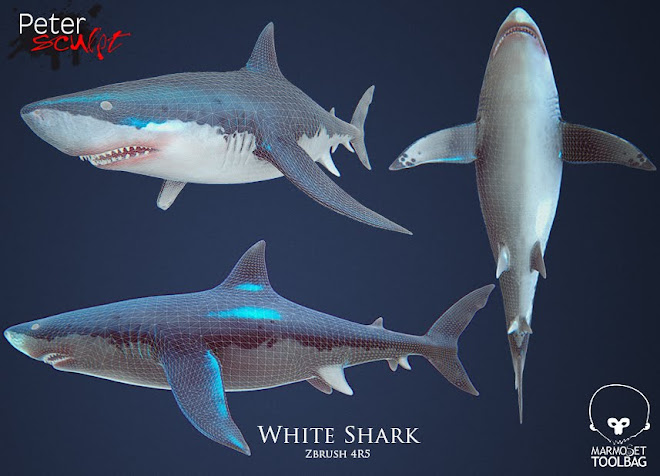 White shark 2