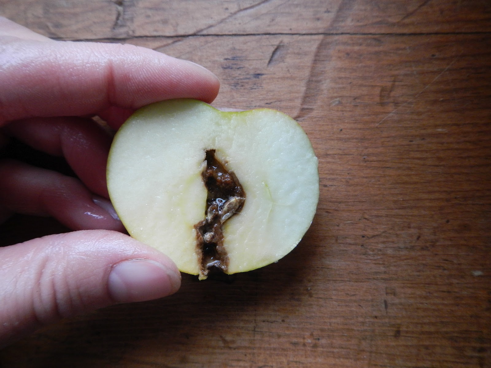 can you eat crab apples off the tree