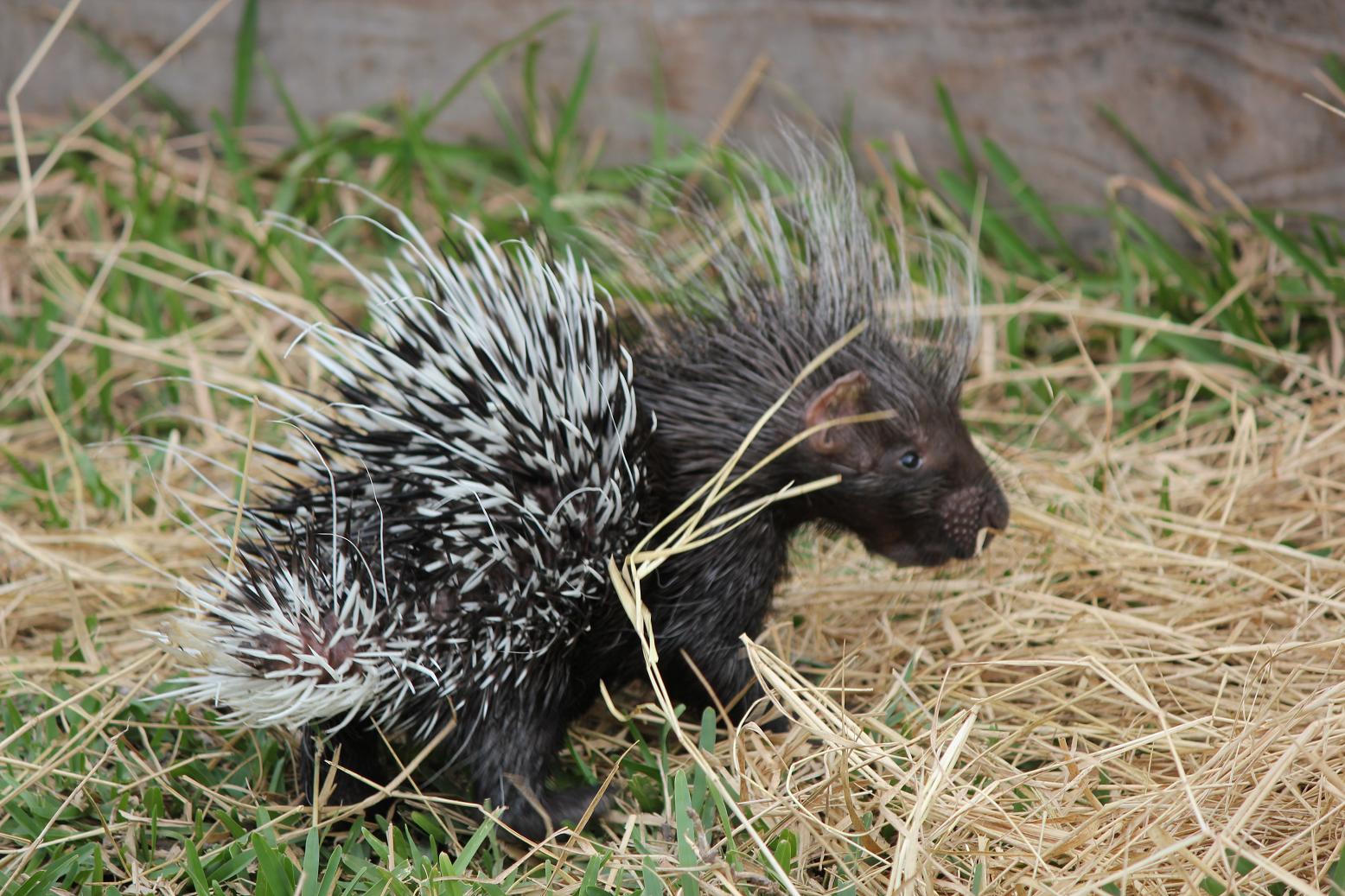 Funny Porcupine new latest Images | Funny And Cute Animals